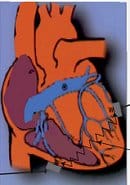 csm_coeur_fb35f6150c